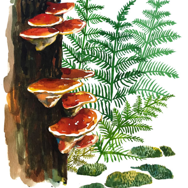 Lapis Olea – Fungus