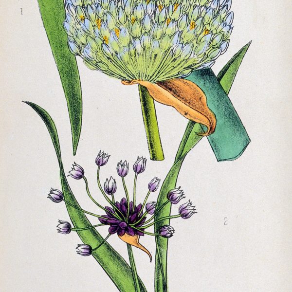 Allium Porrum