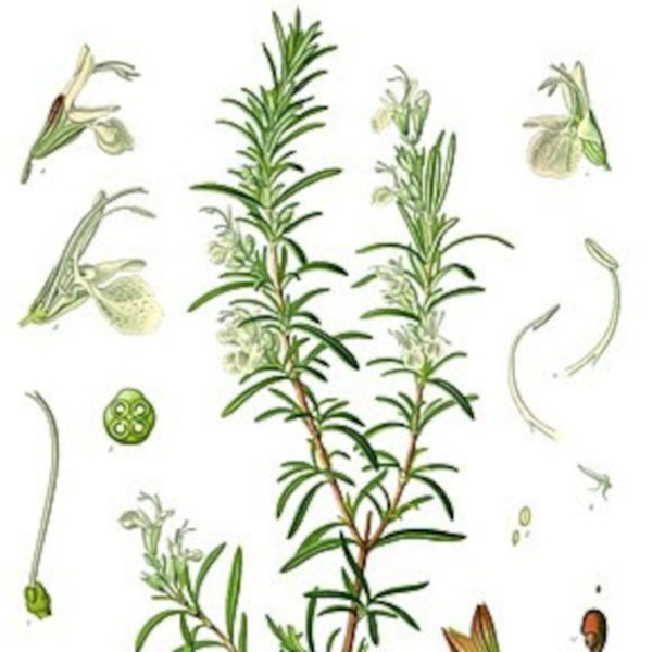 Rosmarinus Officinalis