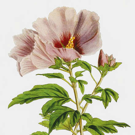 Hibiscus Syriacus