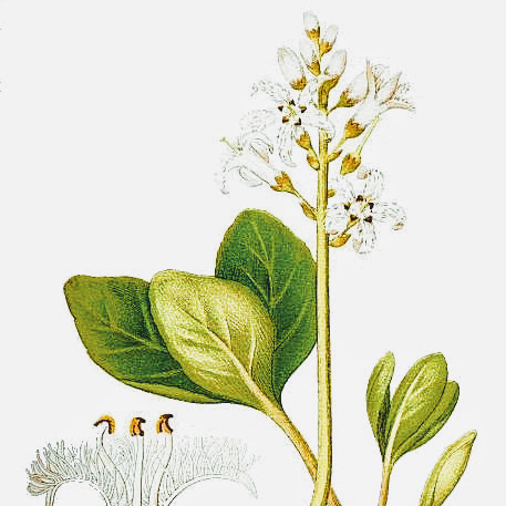 Menyanthes Trifoliata