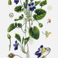Viola Odorata