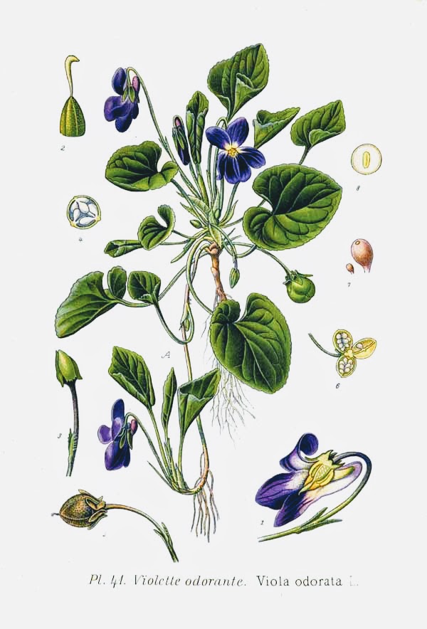 Viola Odorata