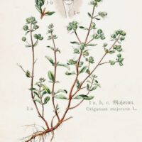 Origanum Majorana