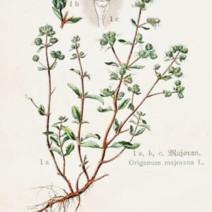 Origanum Majorana