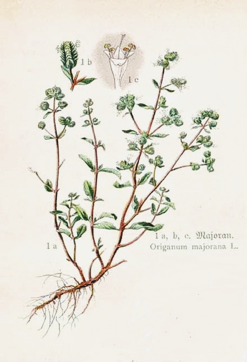 Origanum Majorana