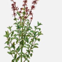 56_Ocimum_basilicum.jpg Ocimum Basilicum