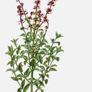 Ocimum Basilicum