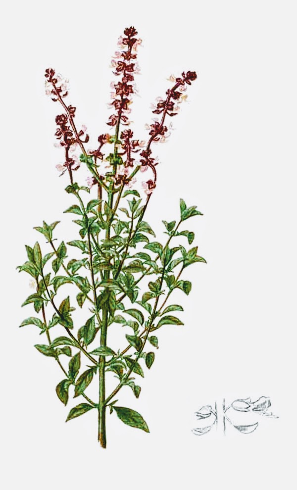 56_Ocimum_basilicum.jpg Ocimum Basilicum
