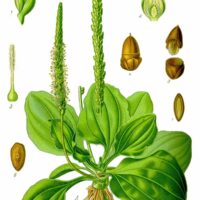 61_Plantago_major.jpg Plantago Major