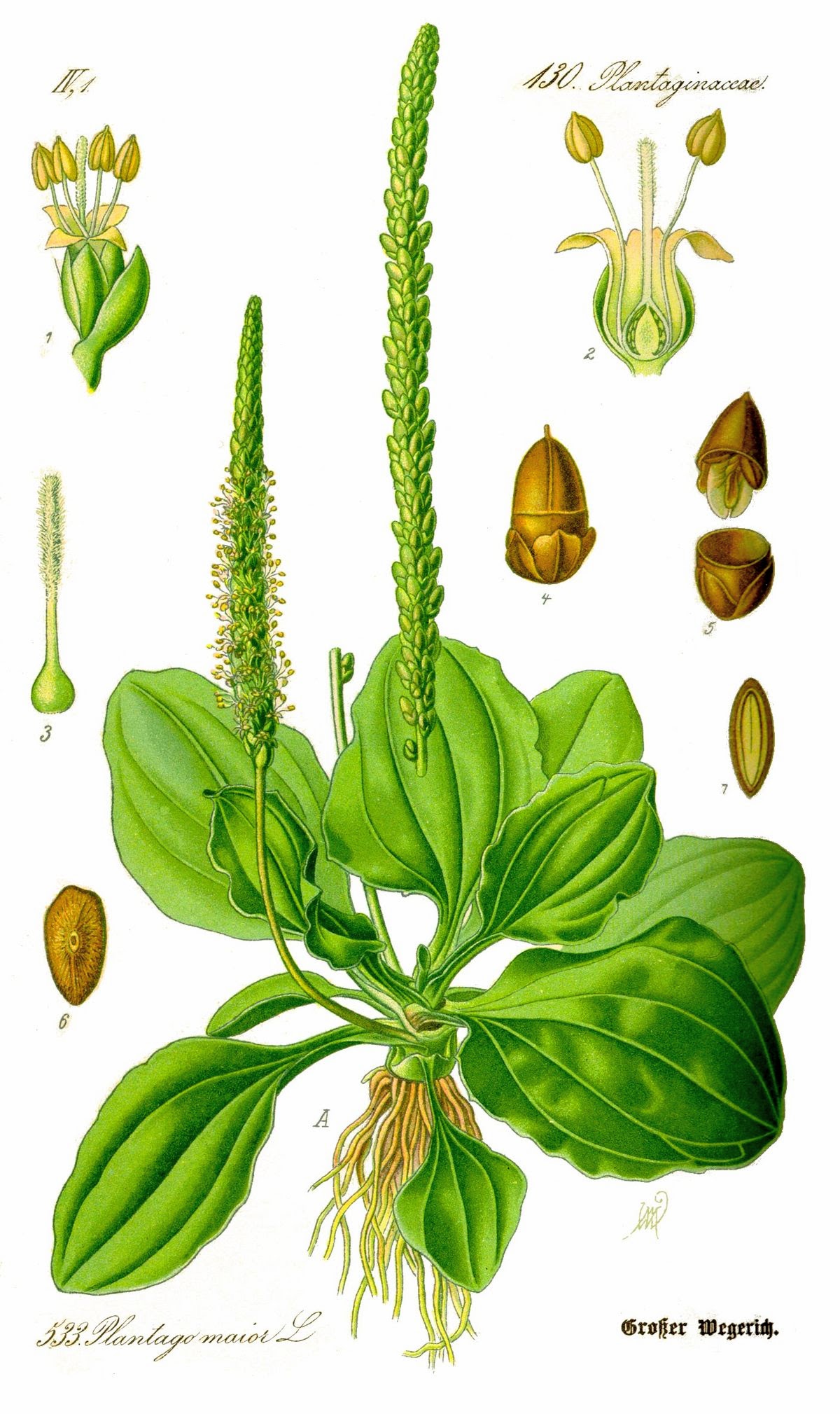 61_Plantago_major.jpg Plantago Major