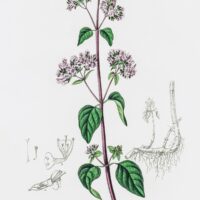65_Origanum_vulgare.jpg Origanum Vulgare