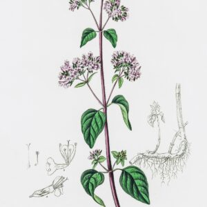 Origanum Vulgare