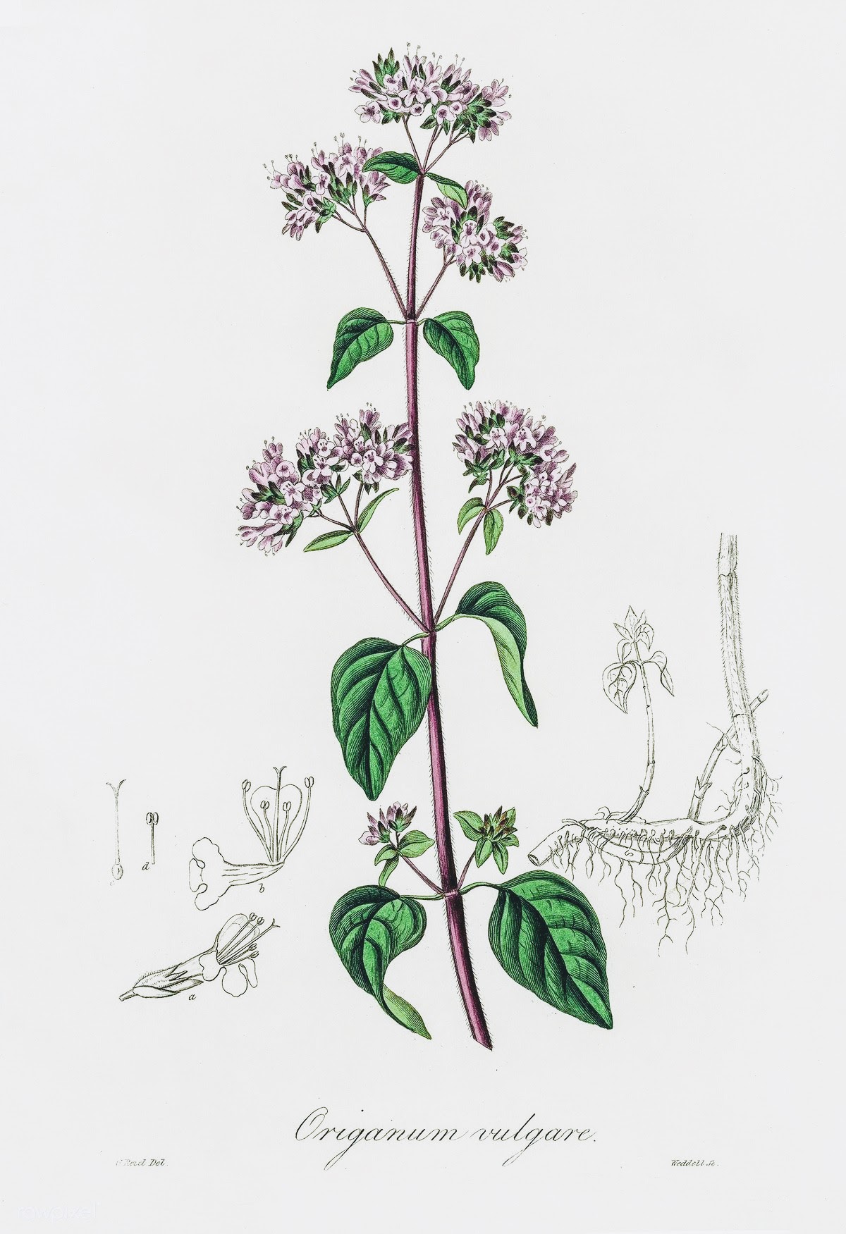 65_Origanum_vulgare.jpg Origanum Vulgare