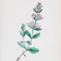 Teucrium_chamaedrys_m.jpg Teucrium Chamaedrys