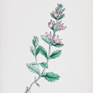 Teucrium Chamaedrys