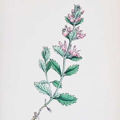 Teucrium_chamaedrys_m.jpg Teucrium Chamaedrys