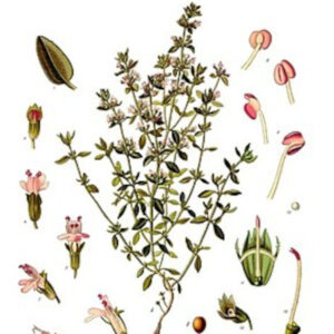 Thymus Vulgaris
